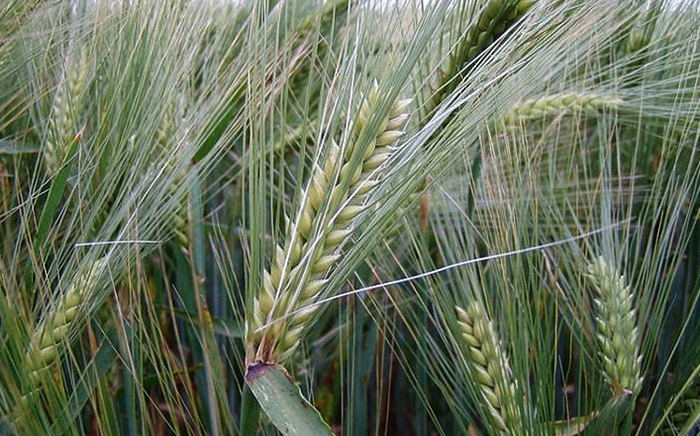 Растение ячмень