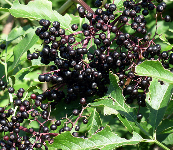 Ягоды бузины