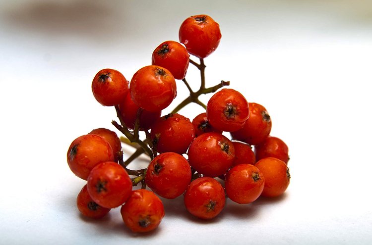 Ягоды рябины