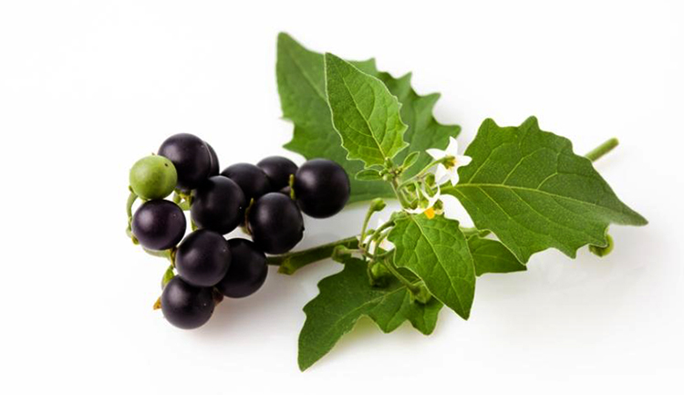 Ягоды паслена