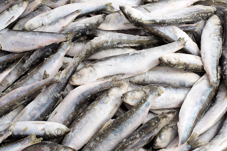 Замороженная салака