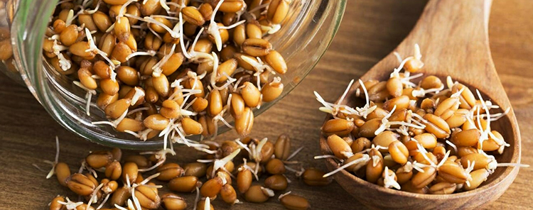 Зародыши пшеницы