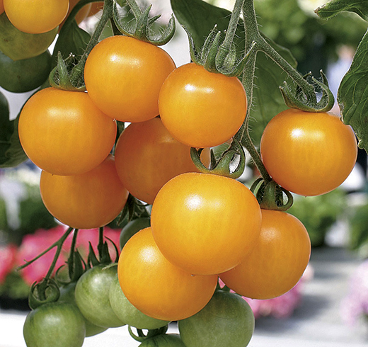 Желтые помидоры