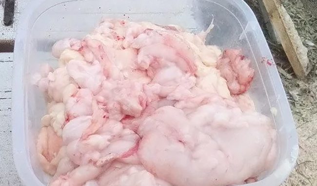 Жир кролика в контейнере