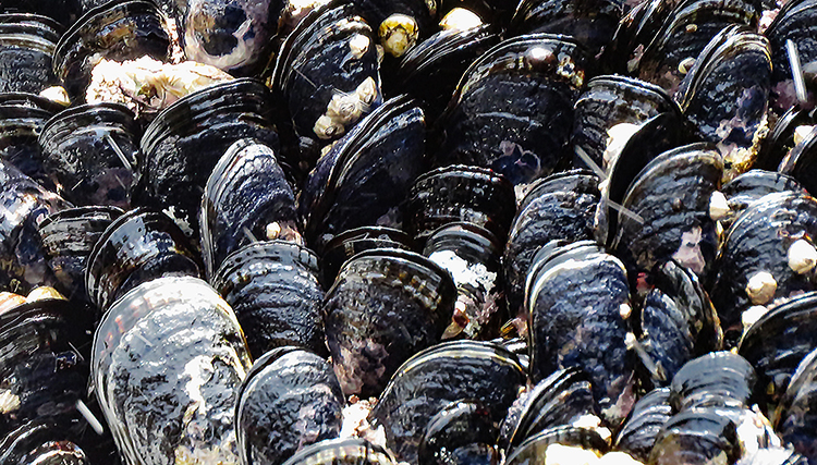 Живые мидии