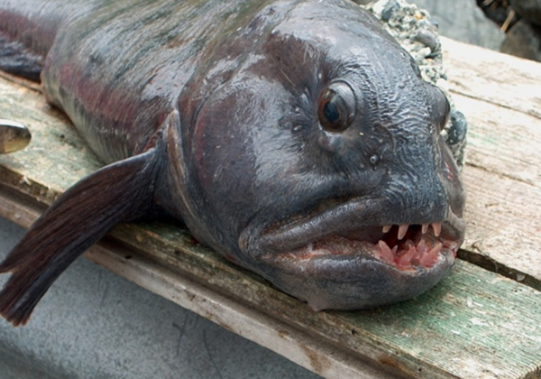 Рыба зубатка