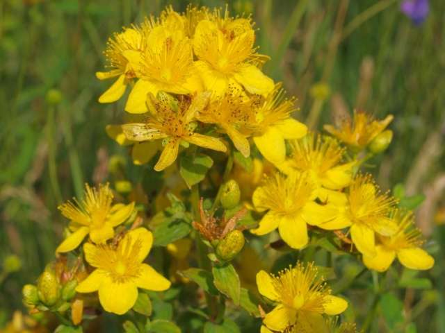 зверобой трава