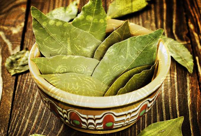 лаврушка в горшке