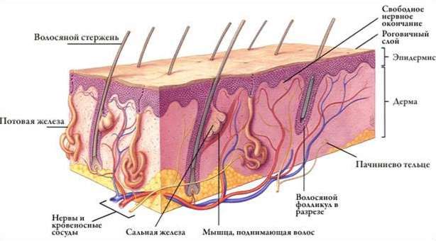 строение потовой железы